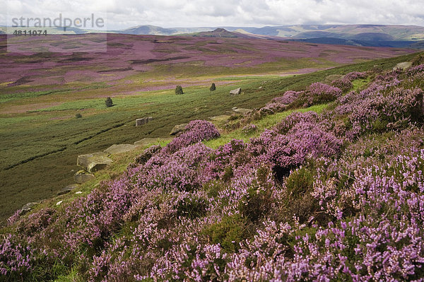 Besenheide oder Heidekraut (Calluna vulgaris)  Moorlandschaft  Stanage Edge  Peak District Nationalpark  Derbyshire  England  Großbritannien  Europa