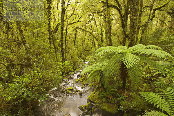 Fluss im gemäßigten Regenwald  Lebensraum mit Baumfarnen und Bäumen  Fiordland-Nationalpark  Südinsel  Neuseeland
