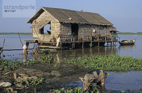 Schwimmendes Haus  angebundenes Hausschwein  Tonle Sap See  Siem Reap  Kambodscha  Südostasien  Asien