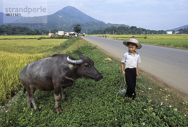 Junge passt auf Wasserbüffel (Bubalus bubalis) während der Reisernte auf  Provinz Thai Nguyen  Vietnam  Südostasien