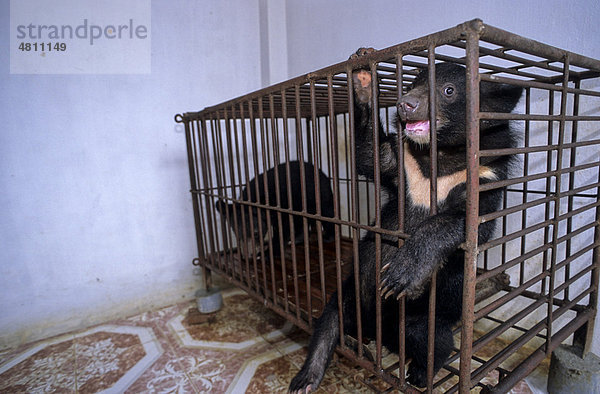 Kragenbär (Selenarctos thibetanus)  Bärenjunges ist auf Bärenfarm eingesperrt  um Gallenflüssigkeit zu erhalten  Hanoi  Vietnam  Südostasien  Asien