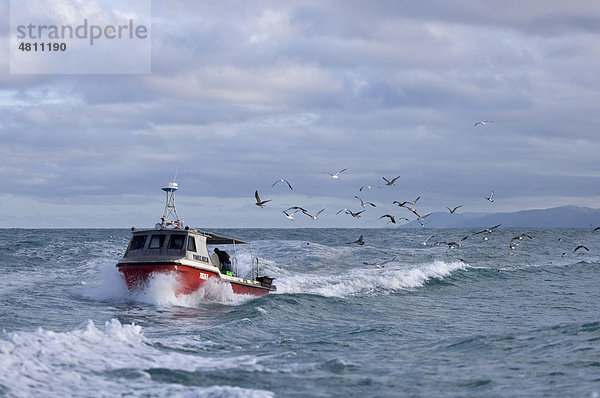 Kleines kommerzielles Fischerboot wird von Möwenschar gefolgt  Kaikoura  Südinsel  Neuseeland