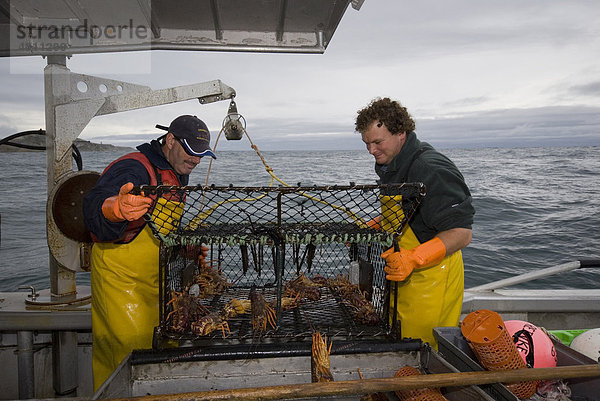 Languste (Jasus edwardsii)  Fischfang  auf kommerziellem Fischerboot  South Bay  Kaikoura  Südinsel  Neuseeland