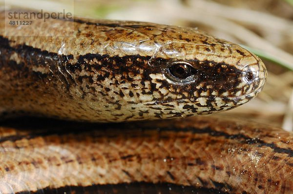 Blindschleiche (Anguis fragilis)  Alttier  Portrait  Italien  Europa