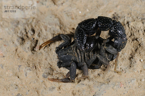Skorpion (Orthochirus bicolor)  unter natürlichem Licht  Sokotra Insel  Jemen  Naher Osten  Arabische Halbinsel