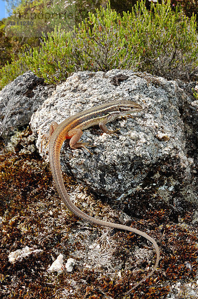 Algerischer Sandläufer (Psammodromus algirus)  Alttier sonnt sich auf Stein im Habitat  Portugal  Europa