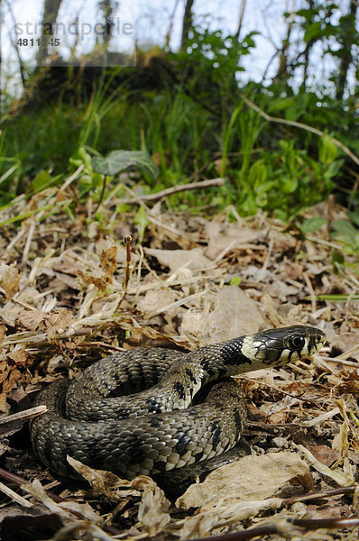 Ringelnatter (Natrix natrix)  Jungtier sonnt sich in Laubstreu am Waldboden  Italien  Europa