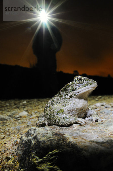 Wechselkröte oder Grüne Kröte (Bufo viridis)  Alttier angeleuchtet von einem Biologen bei Nacht  Italien  Europa