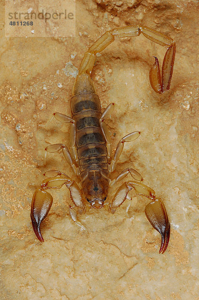 Sokotrinischer Skorpion (Hottentotta socotrensis)  auf Felsen  Sokotra Insel  Jemen  Naher Osten  Arabische Halbinsel