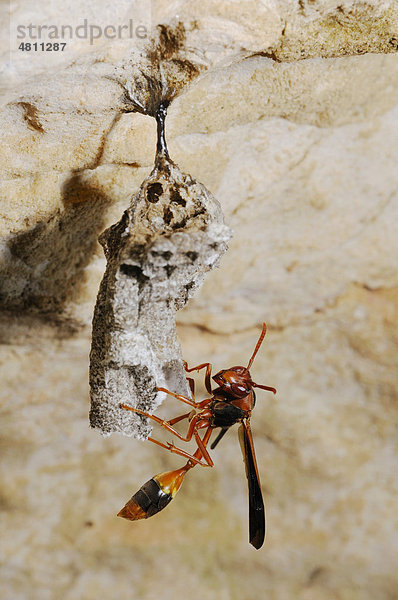 Wespe (Belonogaster sausserei)  beim Bau eines Nests am Höhleneingang  Sokotra Insel  Jemen  Naher Osten  Arabische Halbinsel