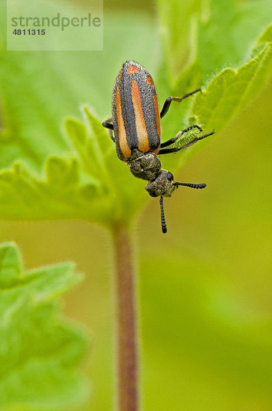 Blister Beetle (Ceroctis exclamationis)  auf Blatt  Mapungubwe National Park  Provinz Limpopo  Südafrika  Afrika