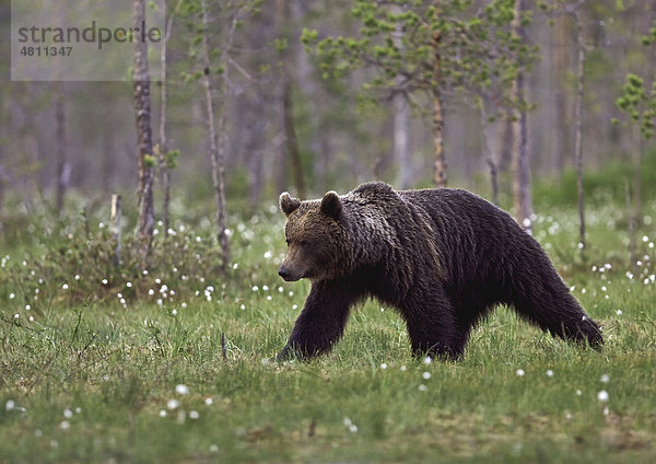 Europäischer Braunbär (Ursus arctos arctos)  Alttier  zu Fuß im Moor- und Nadelwald-Lebensraum  Finnland  Europa