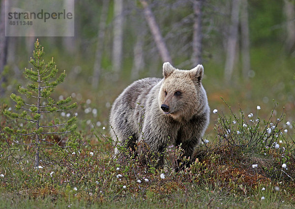 Europäischer Braunbär (Ursus arctos arctos)  Jungtier  Weibchen  stehend im Moor- und Nadelwald  Finnland  Europa