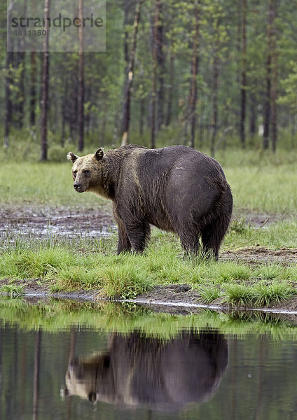 Europäischer Braunbär (Ursus arctos arctos)  Alttier  neben Teich im Moor- und Nadelwald-Lebensraum  Finnland  Europa