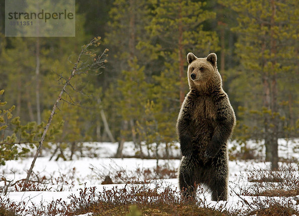 Europäischer Braunbär (Ursus arctos arctos)  Alttier  im Stand auf Hinterbeinen  im schnee-bedeckten Moor- und Nadelwald-Lebensraum  Finnland  Europa