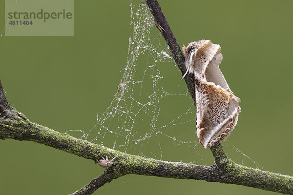 Achat-Eulenspinner (Habrosyne pyritoides)  auf Zweig und mit Tau bedecktem Netz einer kleinen Spinne  Leicestershire  England  Großbritannien  Europa