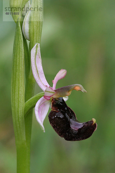 Bertolonis Ragwurz (Ophrys bertolonii)  Blüte  Gargano  Apulien  Italien  Europa