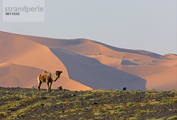 Dromedar (Camelus dromedarius)  Alttier  im Stand in Steinwüse mit Sanddünen hinten  Sahara  Merzouga  Marokko  Afrika