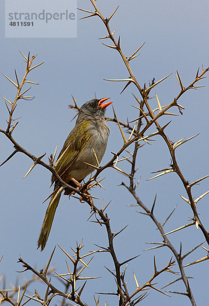 Pampa Finch oder Pampaammer (Embernagra platensis)  beim Singen in kahlem Dornbusch  Jujuy  Argentinien  Südamerika