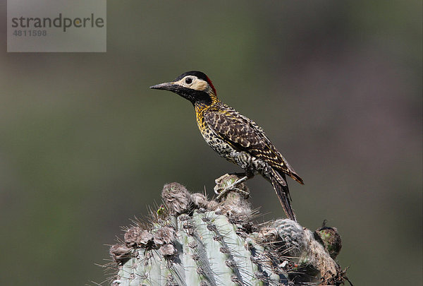 Golden-breasted Woodpecker  Specht (Colaptes melanolaimus)  Weibchen auf Kaktus  Salta  Argentinien  Südamerika