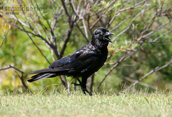 Salvadori-Krähe (Corvus orru)  Altvogel  am Boden  keuchend an einem sehr heißen Tag  Südost-Queensland  Australien
