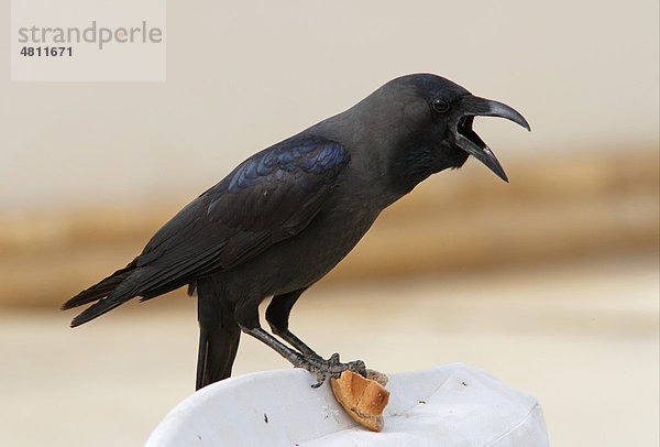 Glanzkrähe (Corvus splendens)  Altvogel rufend  beim Fressen von Brot  beim Plündern des Essbereichs im Hotel  Sharm-El-Sheikh  Sinai  Ägypten  Afrika