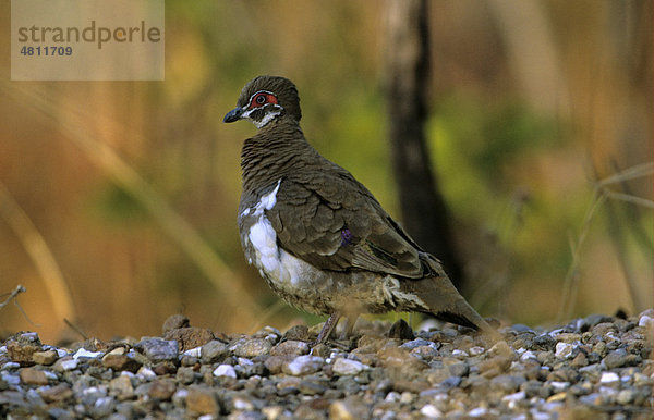 Rotbrillentaube  Nacktaugen- oder Smith-Erdtaube (Geophaps smithii)  Altvogel am Boden  Northern Territory  Australien