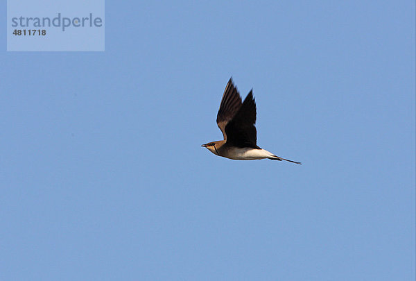 Schwarzflügel-Brachschwalbe (Glareola nordmanni)  Altvogel im Flug  Provinz Aqmola  Kasachstan  Eurasien
