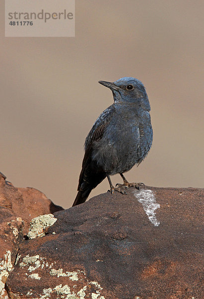 Blaumerle (Monticola solitarius solitarius)  noch nicht geschlechtsreifes Männchen  im ersten Sommergefieder  auf Felsen  Atlas-Gebirge  Marokko  Afrika
