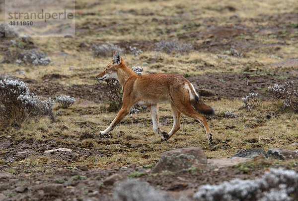 Äthiopischer Wolf oder Schakal (Canis simensis)  Alttier  beim Laufen im Moorgebiet  Bale-Gebirge Nationalpark  Oromia  Äthiopien  Afrika