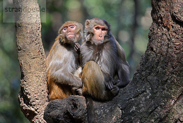 Rhesusaffen (Macaca Mulattin)  zwei Alttiere  beim Kratzen des Kinns  sitzend auf Baum  Kathmandu  Nepal  Asien
