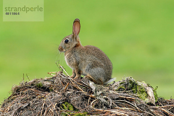 Wildkaninchen (Oryctolagus cuniculus)  junges Kaninchen auf Pflanzenhügel  Norfolk  England  Großbritannien  Europa