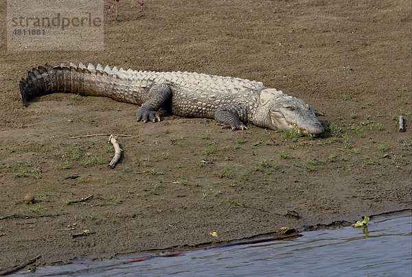 Sumpfkrokodil (Crocodylus palustris)  Alttier  beim Ausruhen auf Sandbank  Chitwan Nationalpark  Nepal  Asien