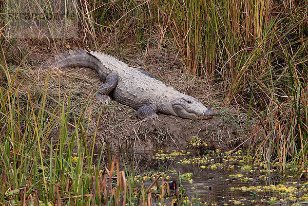 Sumpfkrokodil (Crocodylus palustris)  Alttier  beim Ausruhen auf Sandbank  Chitwan Nationalpark  Nepal  Asien