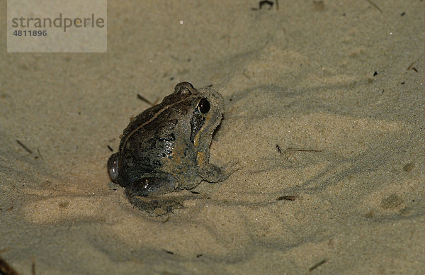 Nordbanjo-Frosch  Australischer Südfrosch (Limnodynastes terraereginae)  auf Sand  Südost-Queensland  Australien