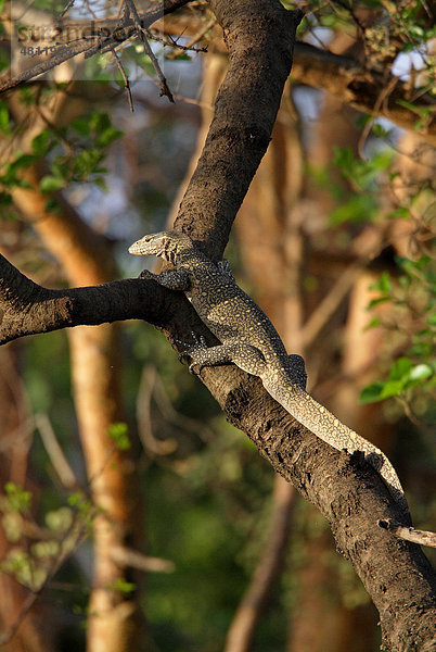 Nilwaran (Varanus niloticus)  Alttier  beim Klettern auf Baum  Awash-Nationalpark  Region Afar  Äthiopien  Afrika