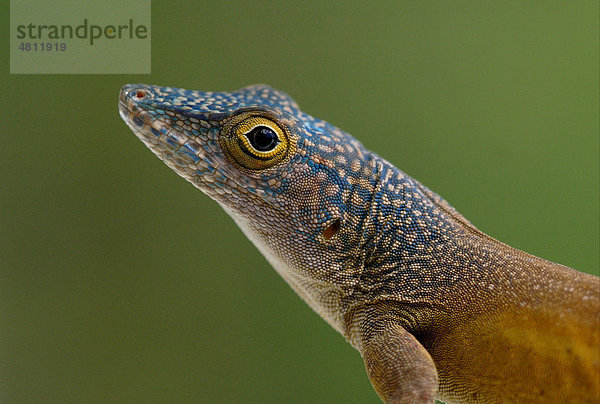 Grahams Anolis (Anolis grahami)  Alttier  Kopf  Marshall's Pen  Jamaika  Karibik