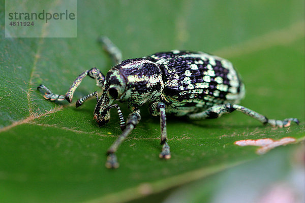 Rüsselkäfer-Art (Chrysolopus spectabilis)  auf Blatt  Südost-Queensland  Australien