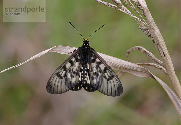 Acraea andromacha Schmetterling  Männchen  auf abgestorbenem Blatt  Südost-Queensland  Australien