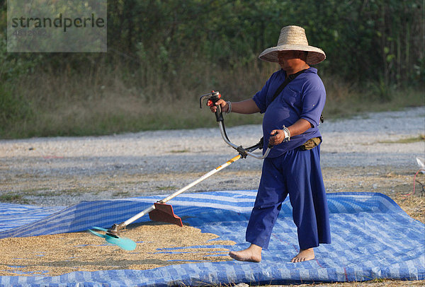 Reis (Oryza sativa)  Getreide  Hilltribe-Mann mit Schneidegerät und Lüfterschaufel beim Trennen der Spreu vom Reis  Doi Inthanon Nationalpark  Thailand  Asien