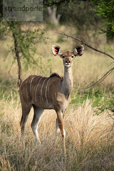 Großer Kudu (Tragelaphus strepsiceros)  ausgewachsenes Weibchen  wachsam  stehend im Gras  Kruger Nationalpark  Südafrika  Afrika