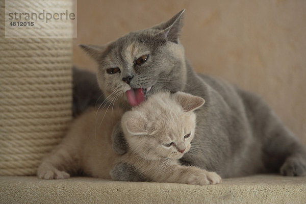 Katze beim Putzen von jungem Kätzchen mit Zunge  auf Katzenbaum  soziales Verhalten