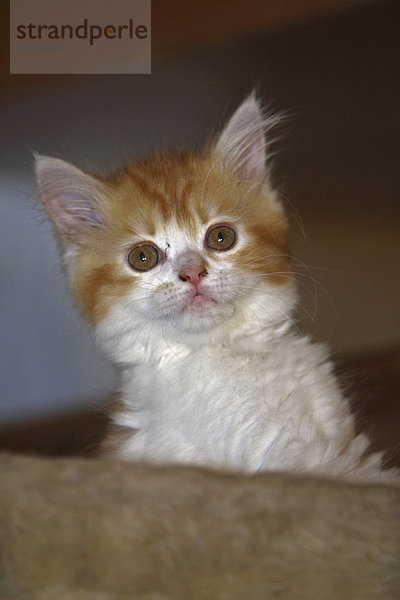 Maine-Coon-Katze  junges Kätzchen  Portrait