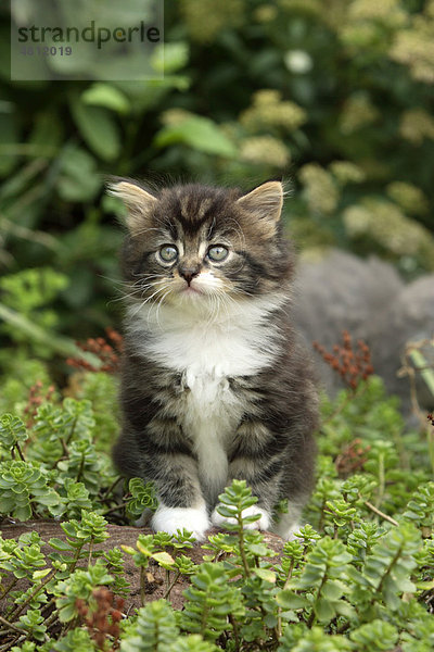 Maine-Coon-Katze  junges Kätzchen im Garten