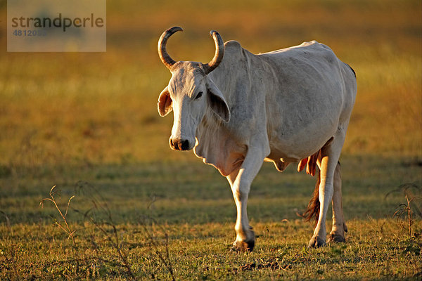 Indo-brasilianische Zebu-Kuh  beim Gehen in der Abendsonne  Pantanal  Bundesstaat Mato Grosso  Brasilien  Südamerika