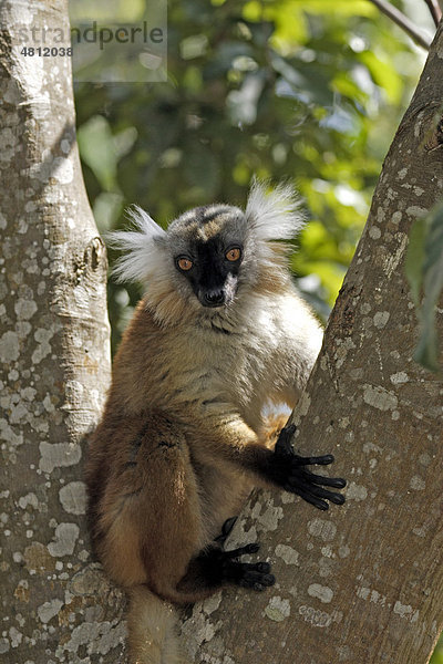 Mohrenmaki (Lemur macaco)  ausgewachsenes Weibchen auf Baum  Nosy Komba  Madagaskar  Afrika