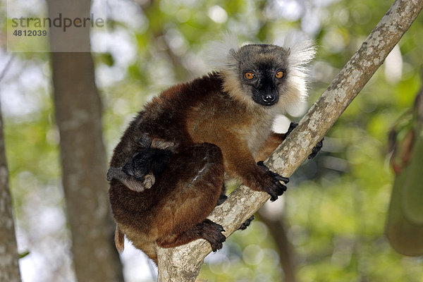 Mohrenmaki (Lemur macaco)  ausgewachsenes Weibchen mit Baby auf Baum  Nosy Komba  Madagaskar  Afrika