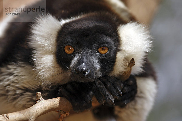 Schwarzweißer Lemur oder Vari (Lemur variegata variegatus)  Alttier beim Ruhen  Portrait  Madagaskar  Afrika