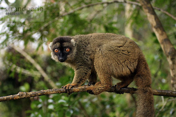 Brauner Maki (Lemur fulvus fulvus)  ausgewachsenes Weibchen auf Baum  Madagaskar  Afrika