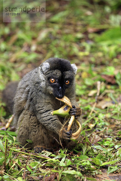 Brauner Maki (Lemur fulvus fulvus)  ausgewachsenes Weibchen beim Fressen  Madagaskar  Afrika